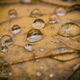 Illustration for article titled 76 Stunning Photos Of Fall Leaves